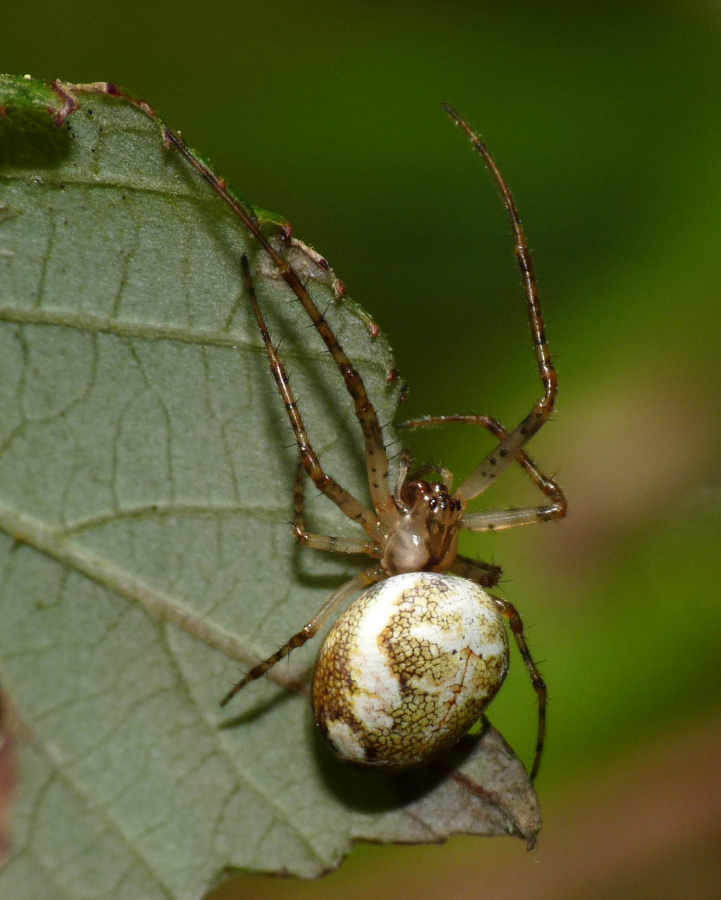 Metellina sp.